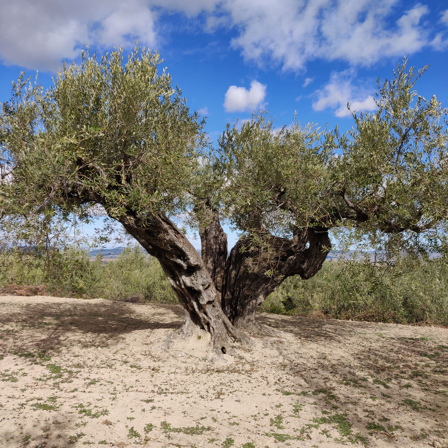 Aceite extra virgen olidepepdebru